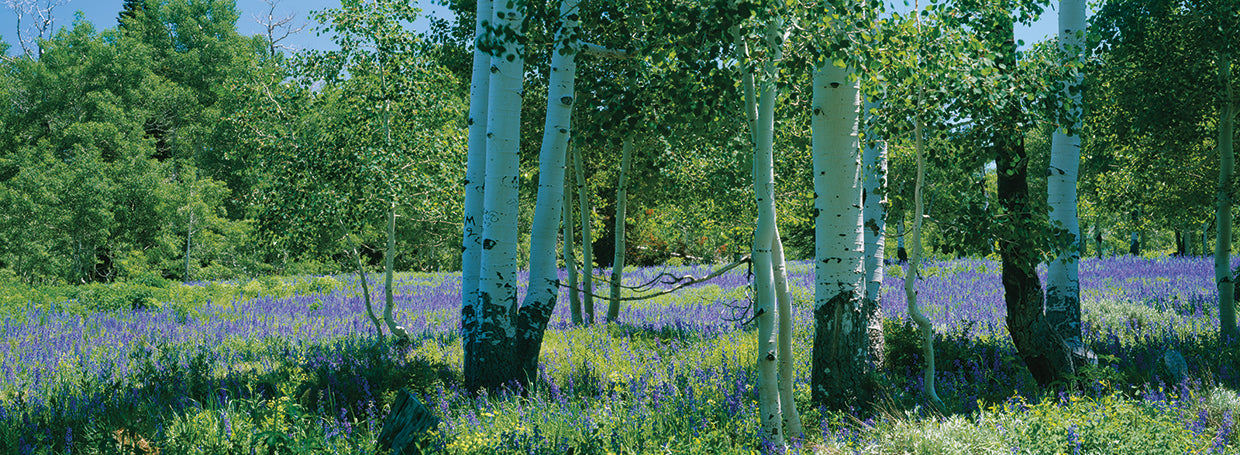 Campo de Lupin, Utah Lienzo