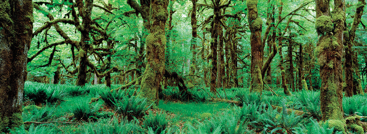Bosque lluvioso olímpico esmeralda Lienzo