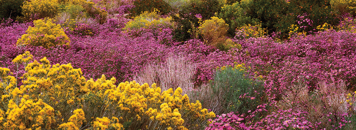 New Mexico Wildflowers