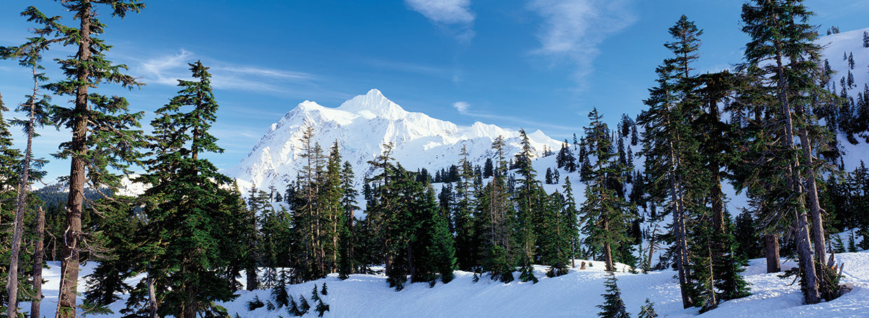 Árboles por el monte Shuksan Lienzo