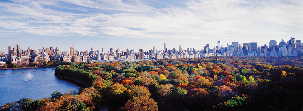 Buildings and Trees, NYC