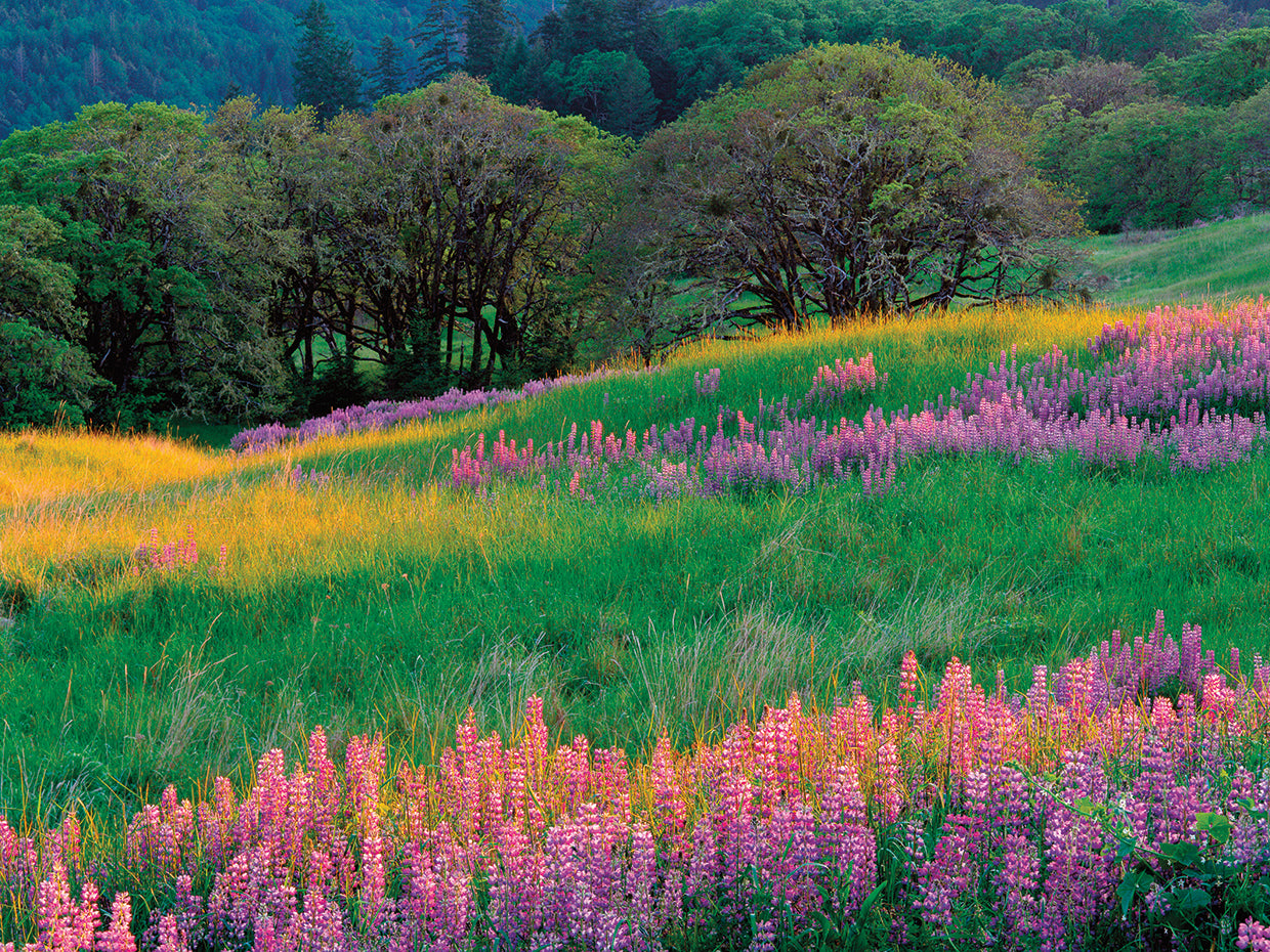 Campos coloridos, Oregon Lienzo