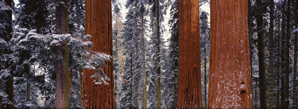 Árboles del Parque Nacional Sequoia Lienzo
