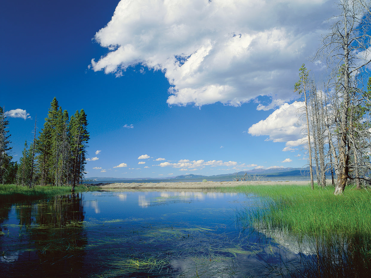Reflexiones del lago Yellowstone Lienzo