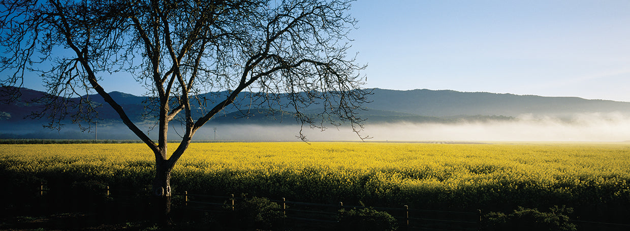 Niebla sobre el valle de Napa Lienzo