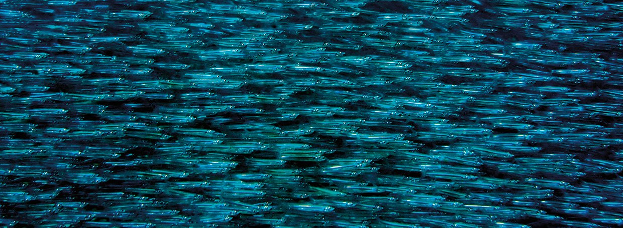 Escuela de peces Silverside Lienzo