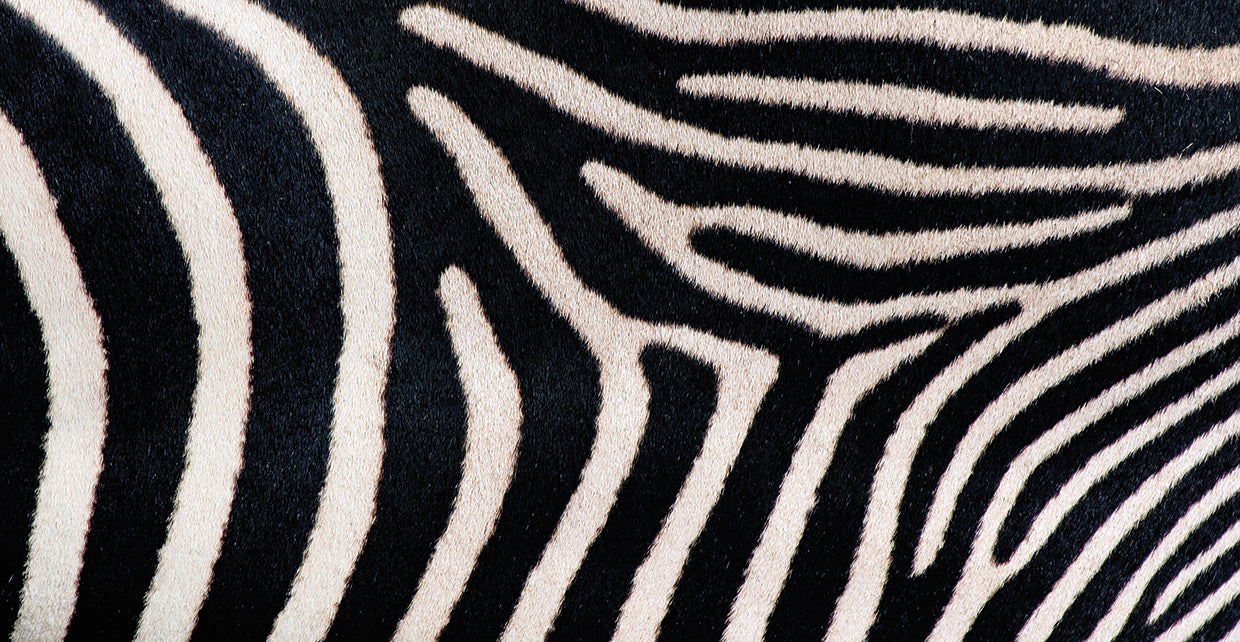 Zebra Stripes