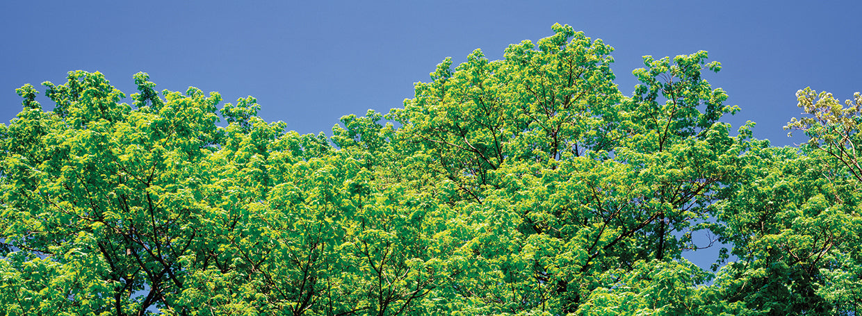 Primavera en el campo Lienzo