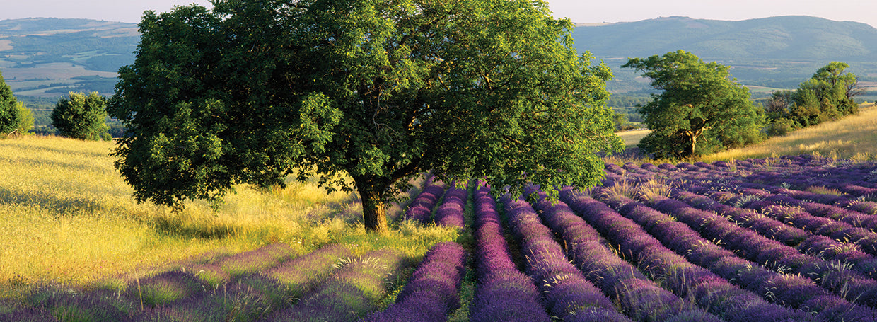 Campos de primavera Lienzo