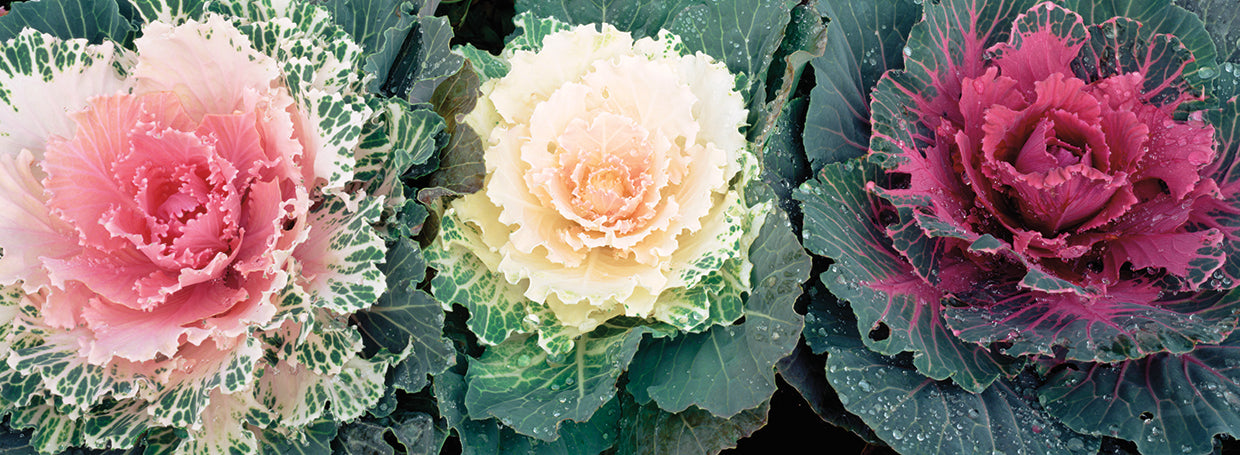 Cabbage Roses