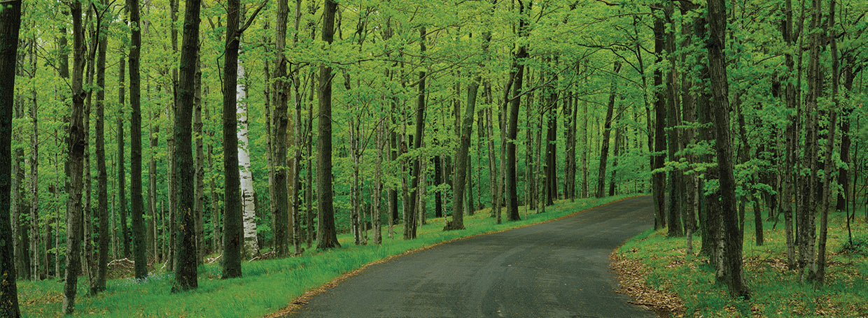 Bosque en primavera Lienzo