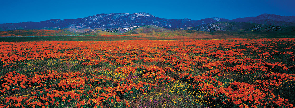 Amapolas del estado dorado Lienzo