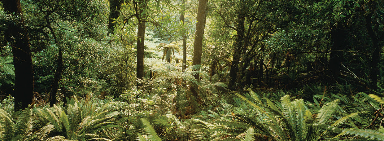 Bosque de kiwi Lienzo