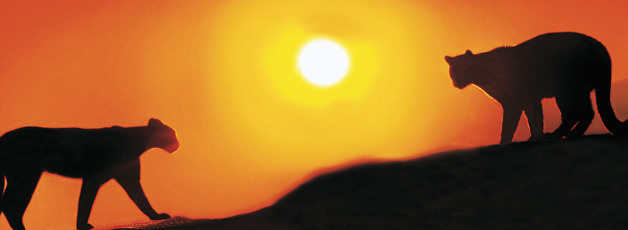 Cougars Against the Sunset