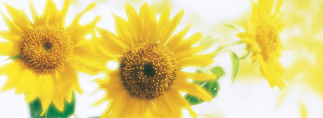 Flores de sol Lienzo