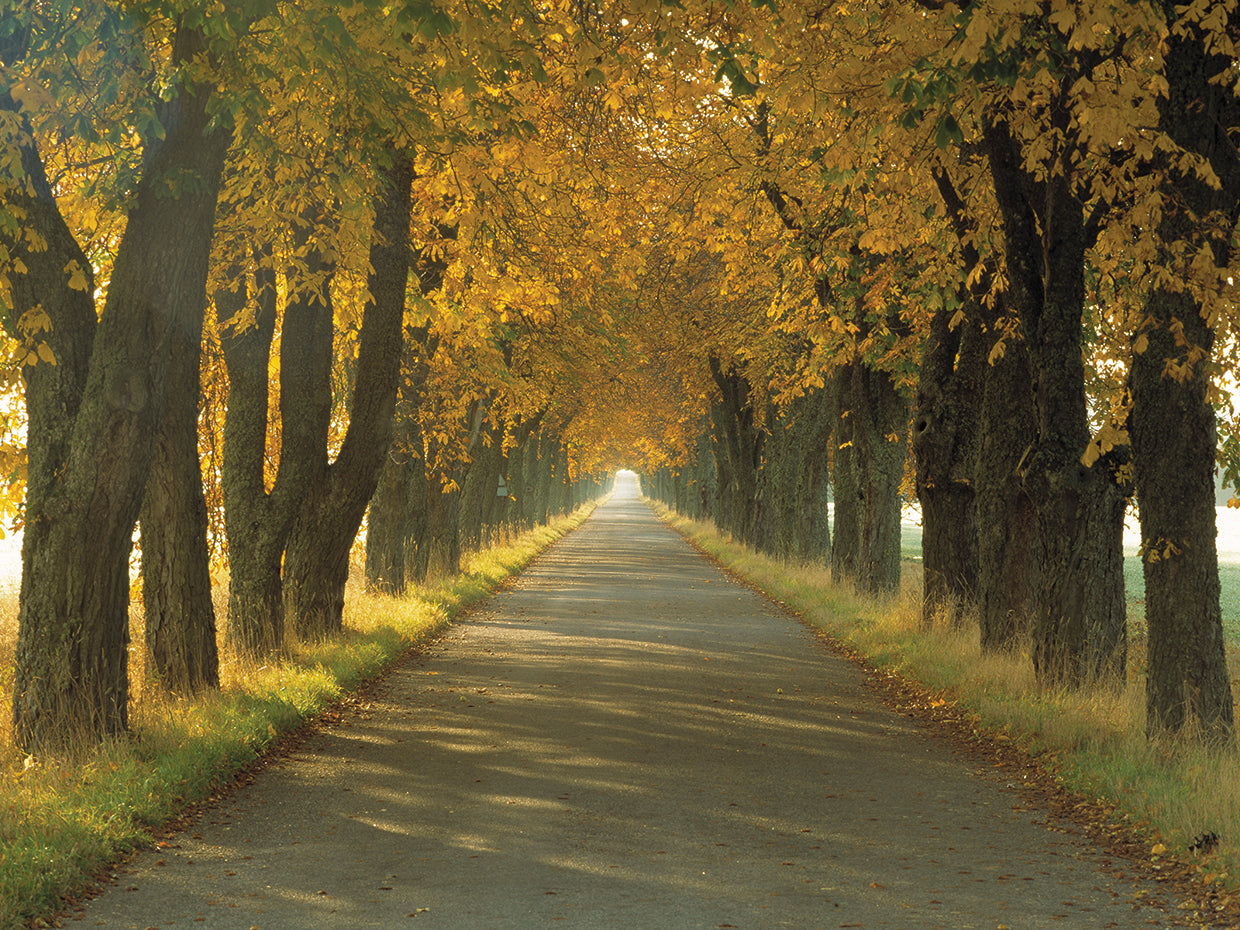 Roads to Autumn