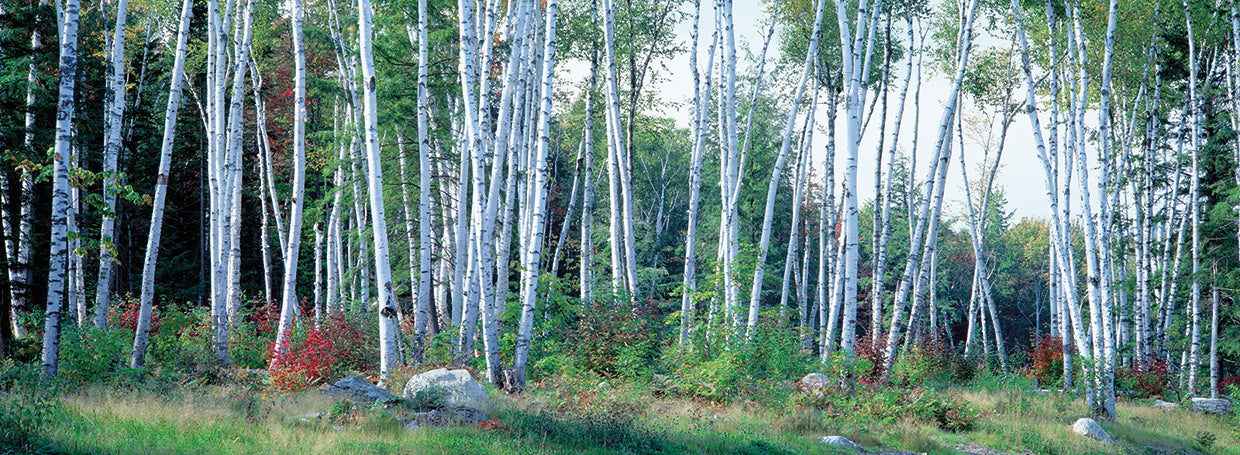 Downy Birches