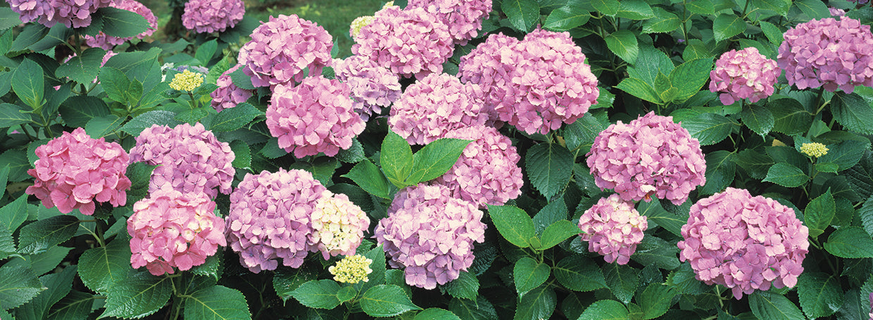 Garden Hydrangeas