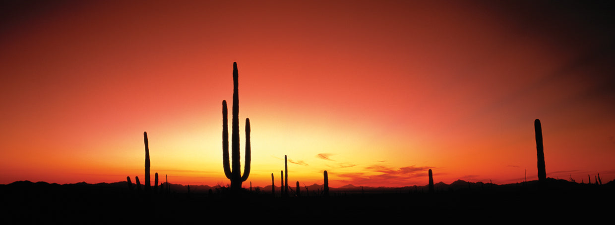 Arizona Sunset