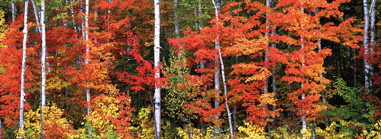 Fall Colors in Maine