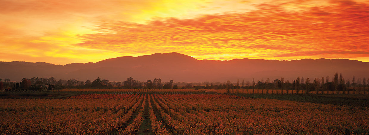 Sunset over the Vineyard