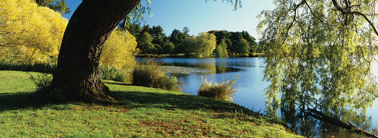Willow Tree in Seattle