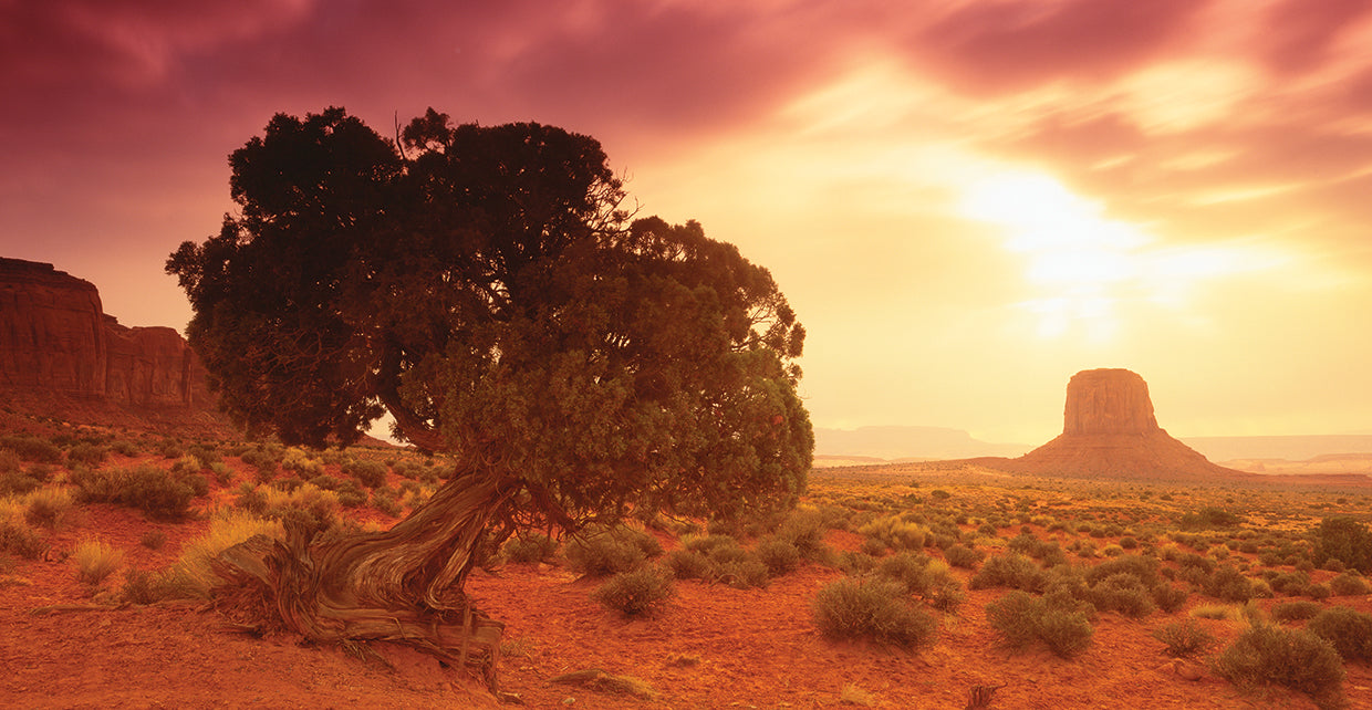 Monument Valley Trees