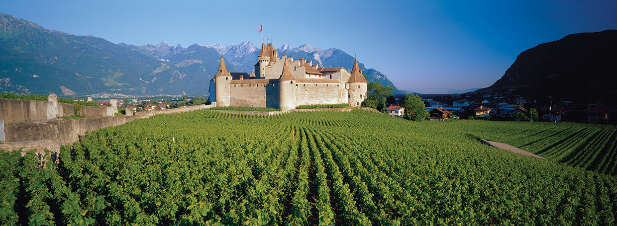 Viñedos del castillo de Aigle Lienzo