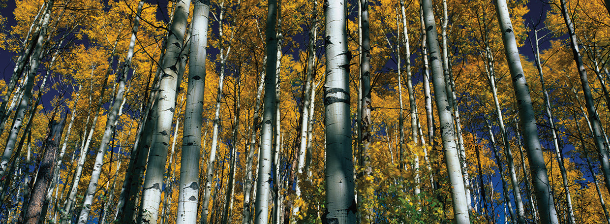 Aspen Forest