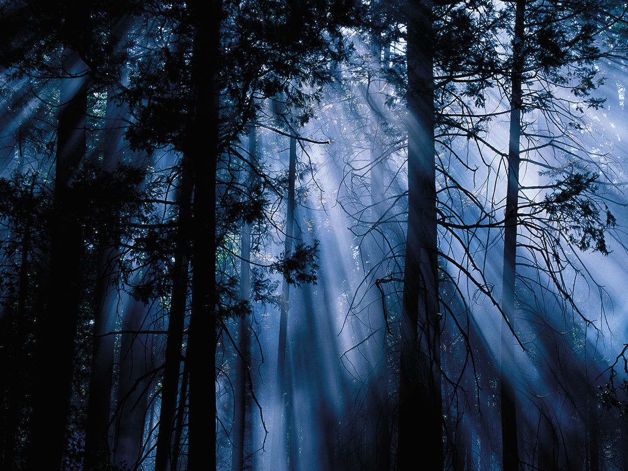 Árboles iluminados por la luna, Yosemite Lienzo