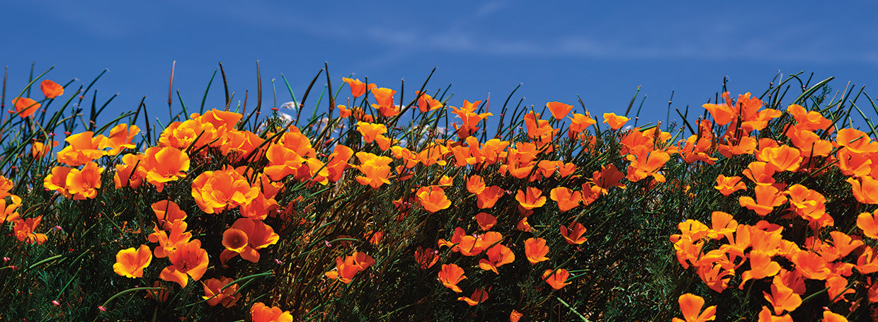 Wild Poppies