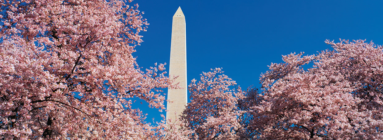 Washington through the Blossoms