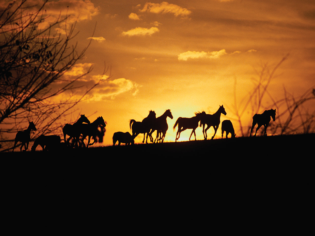 Horses at Sunset