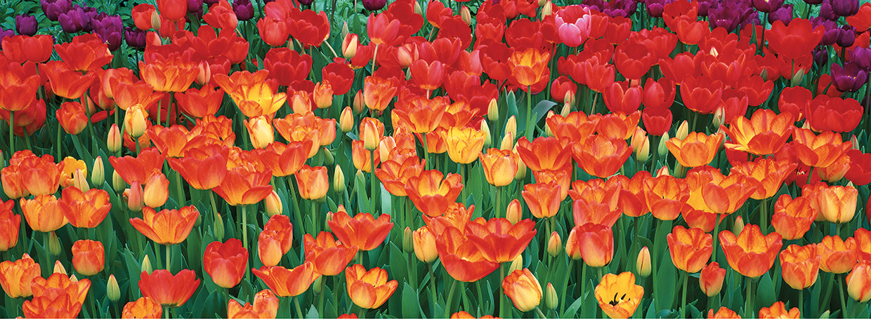 Tulipanes en el jardin Lienzo