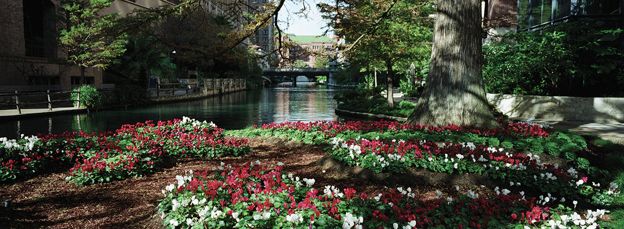 Jardines de San Antonio Lienzo