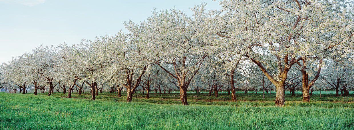 Huerto de cerezos Lienzo