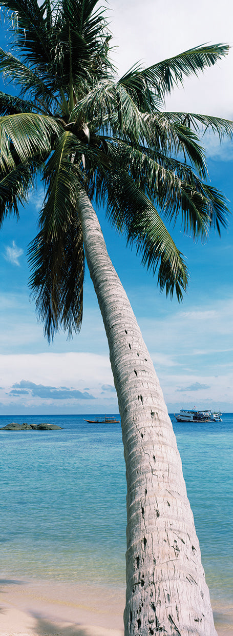 Palm Watching the Bach