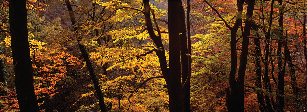North Yorkshire Trees