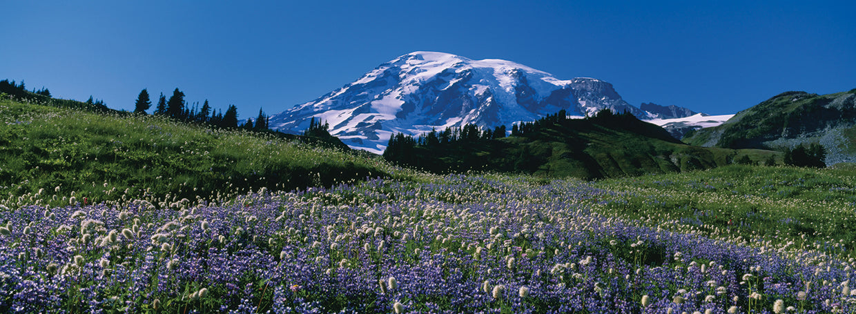 Flores silvestres del Monte Rainier Lienzo