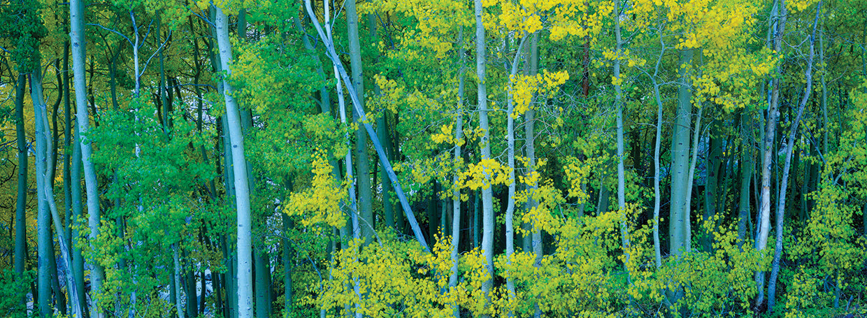 Aspens in Spring