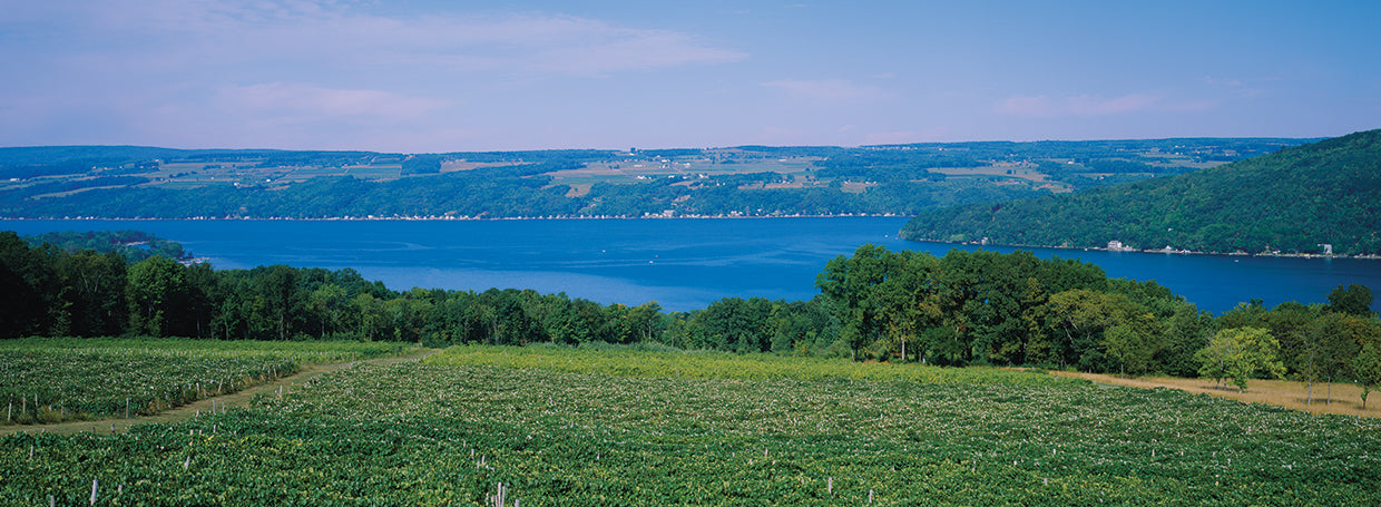 Finger Lakes Vineyard