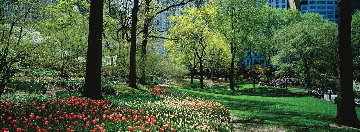 Flores florecientes de Central Park Lienzo