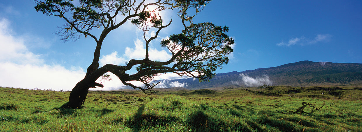 Árbol Koa en Big Island Lienzo