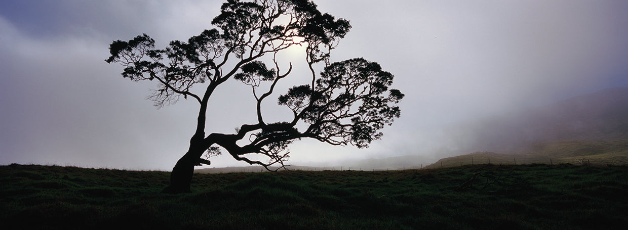 Silueta de árbol de koa Lienzo