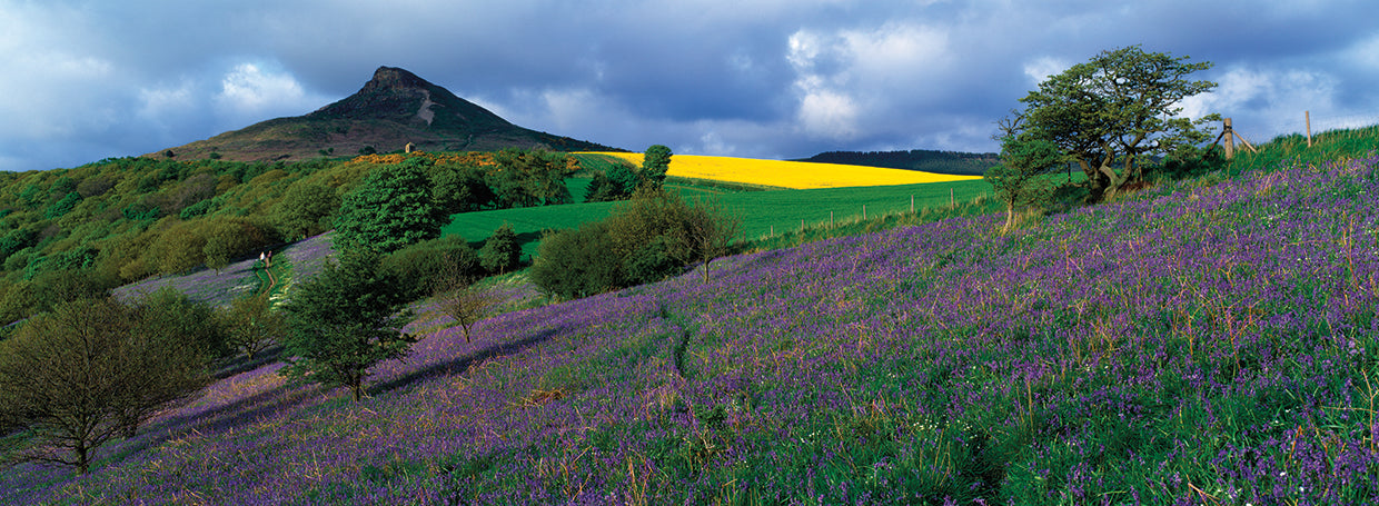 Campos de campanillas de Inglaterra Lienzo
