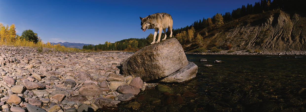 Gray Wolf in Montana