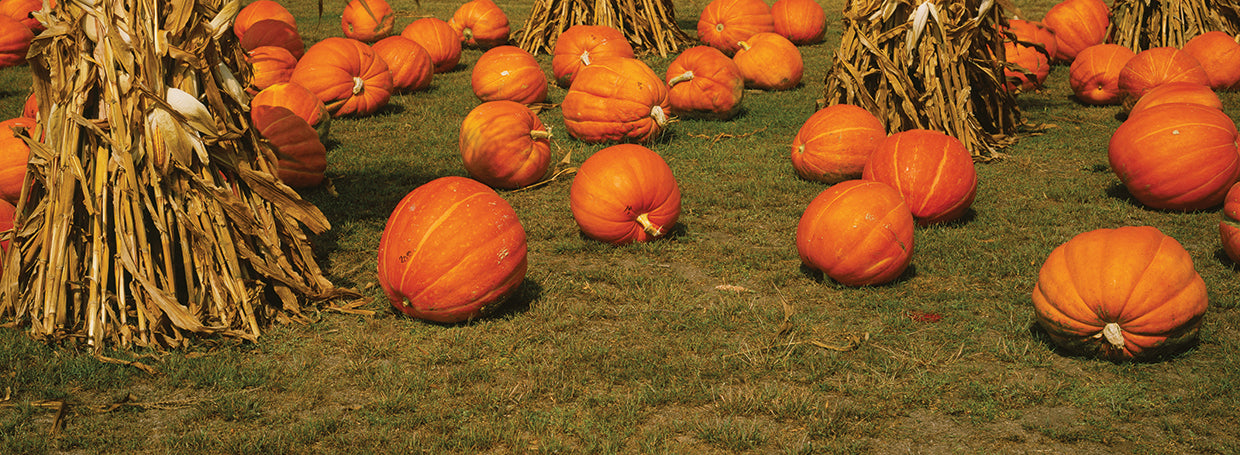 South Dakota Pumpkins