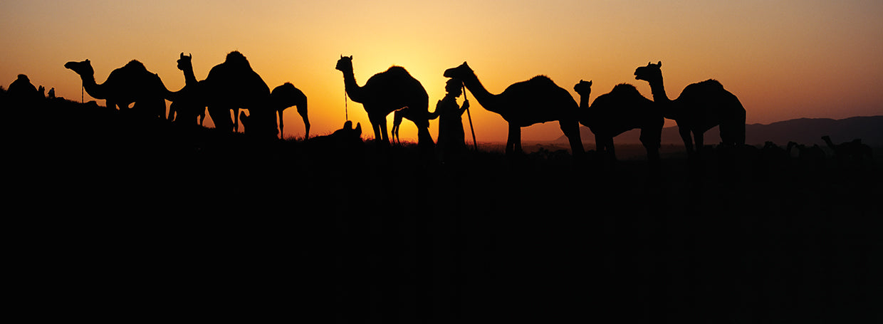 Camel Silhouettes in India
