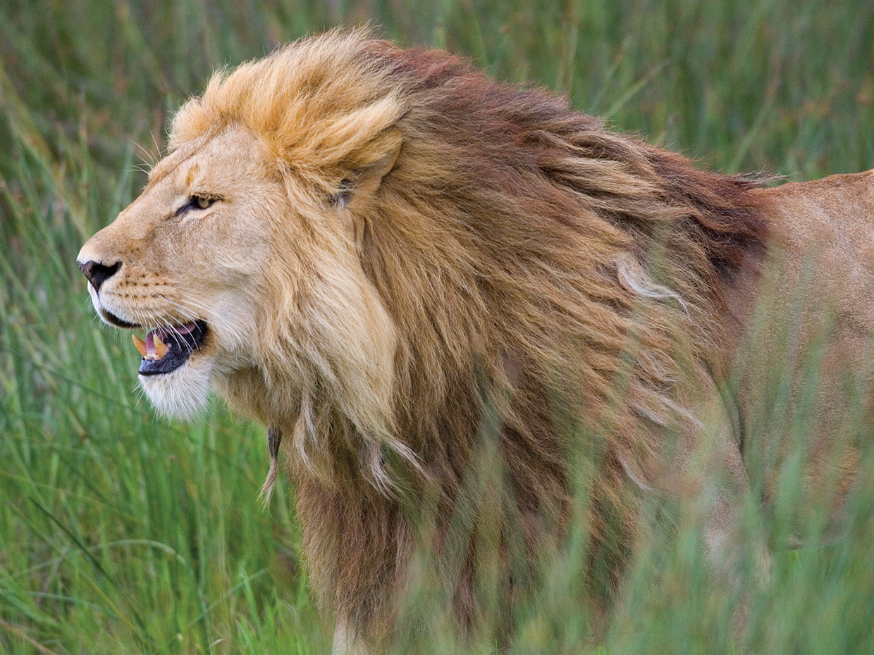 Perfil de león en tanzania Lienzo