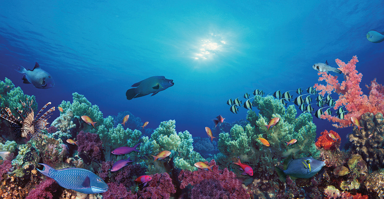 Fish Swimming in the Reef